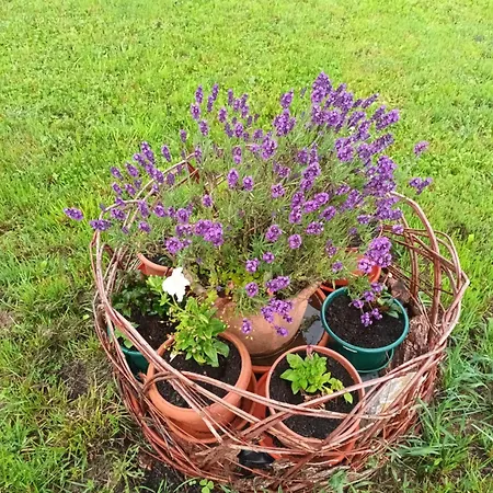 Casa Os Prados Da Albela 3*